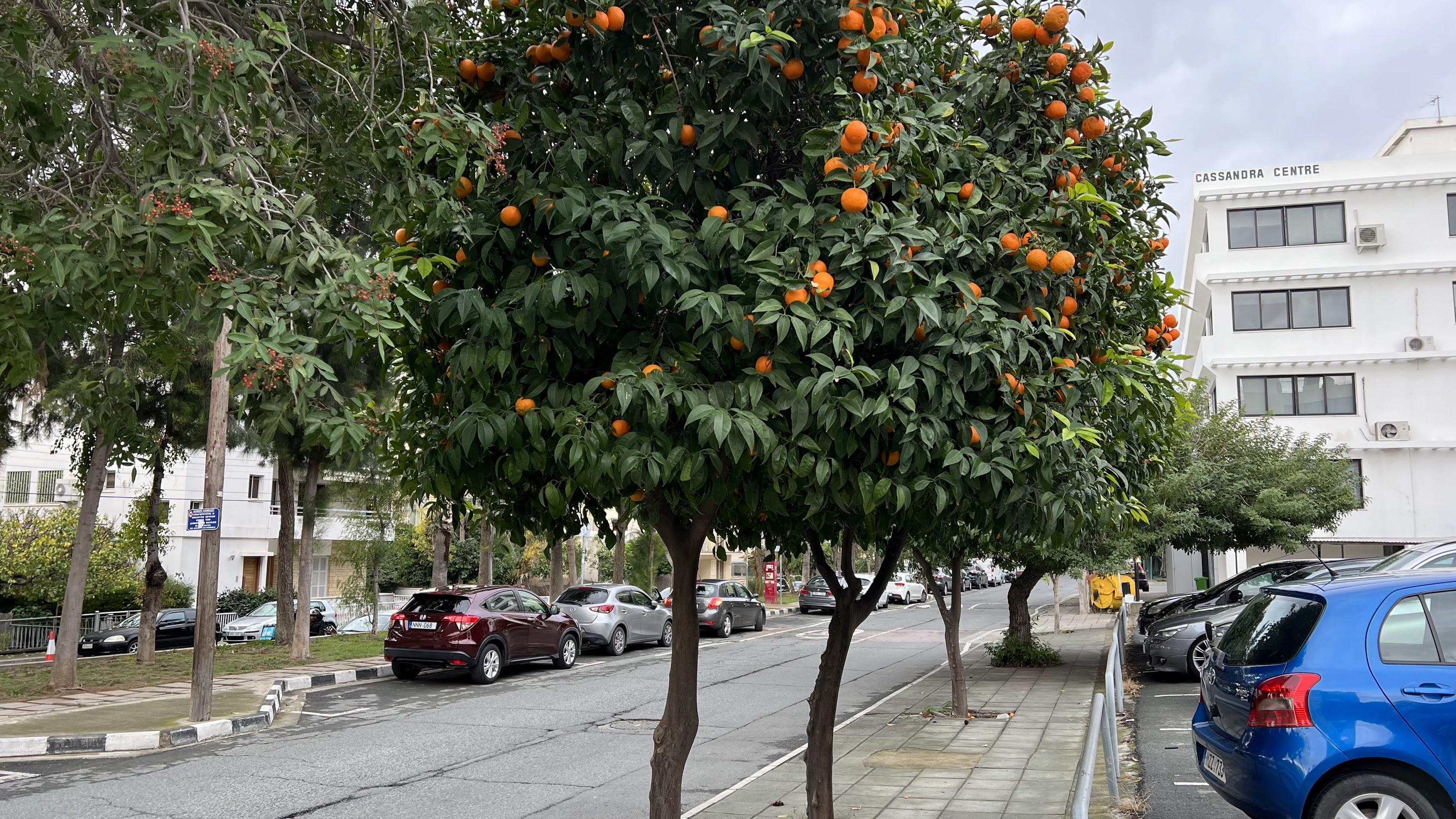 В январе 2025 года на Кипре продали более 1,2 тысячи объектов недвижимости