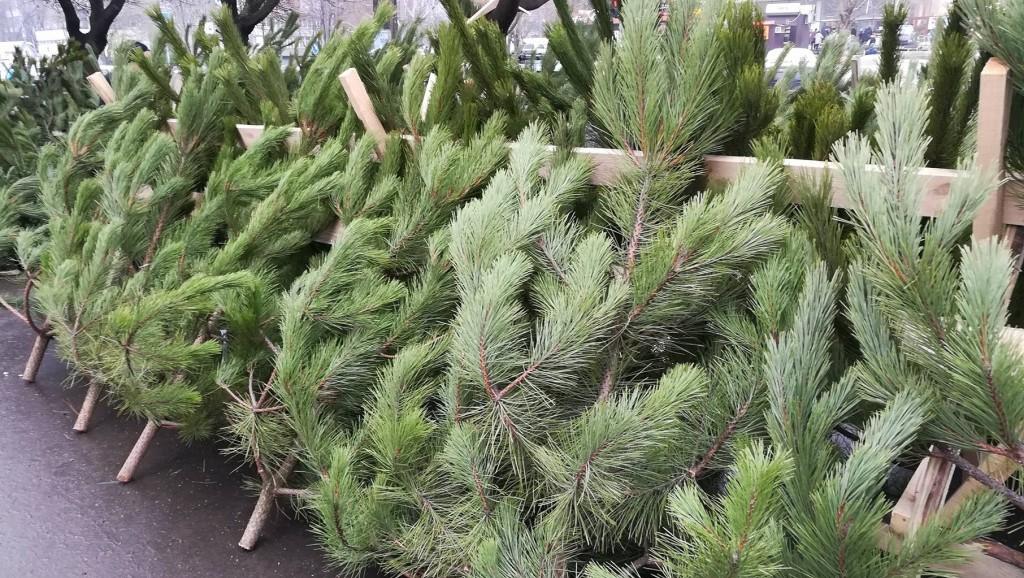 Где на Кипре можно купить живую елку, сосну и даже кипарис?
