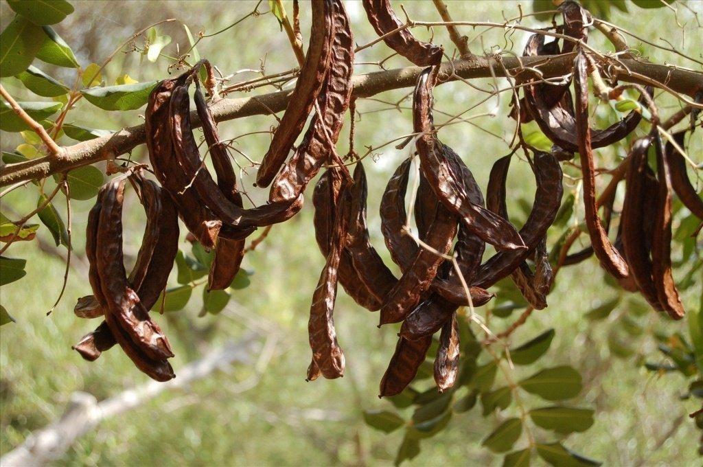 На Кипре появится фабрика по производству&nbsp;продуктов из рожкового дерева