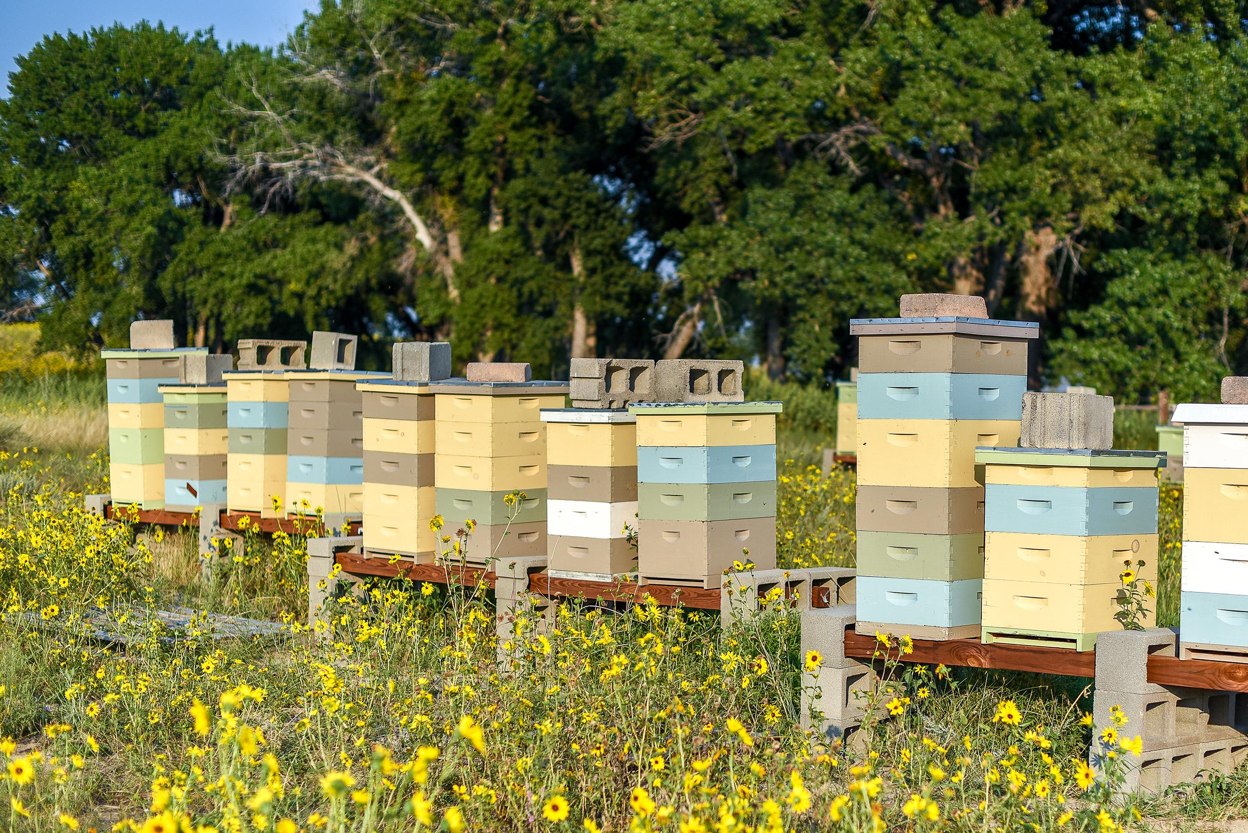 Apianthos Beekeeping Center: новый центр пчеловодства на Кипре